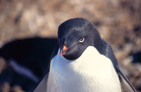 cute adelie penguin